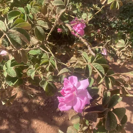 Dar Mgouna Roses Kelaat-M'Gouna Exterior photo