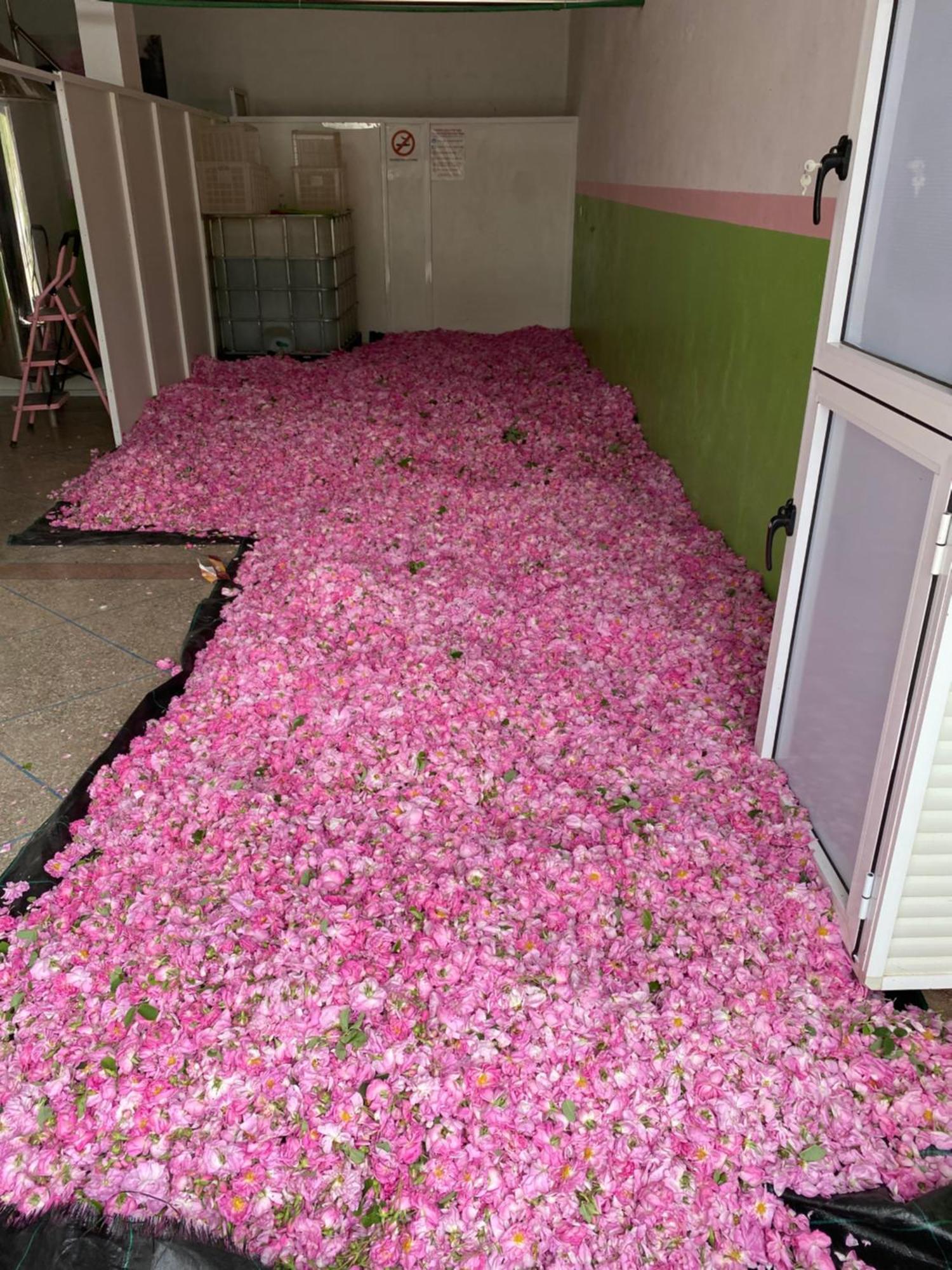 Dar Mgouna Roses Apartment